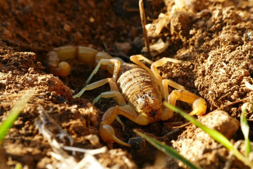 Yellow Ground Scorpion