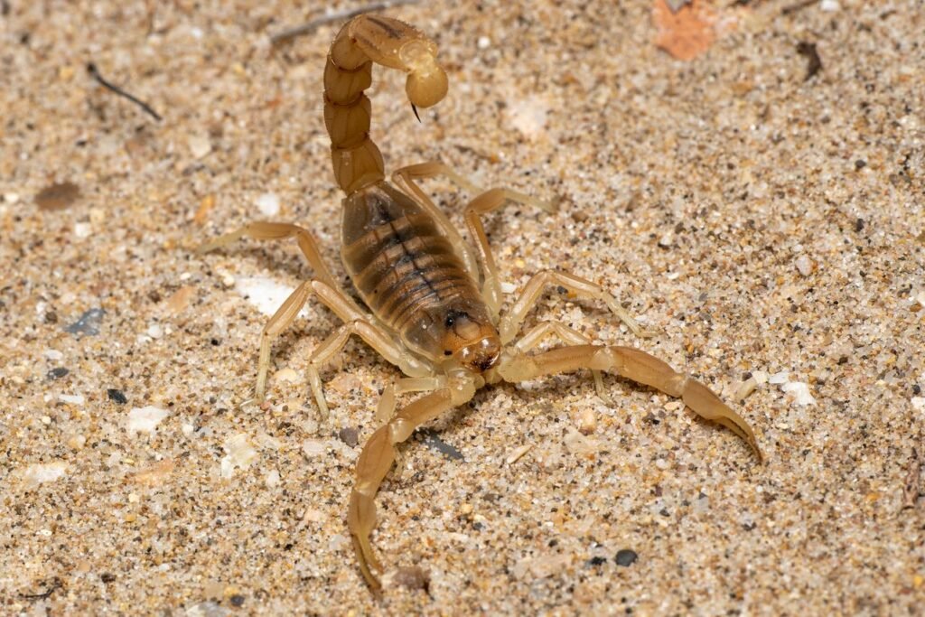 arizona bark scorpion