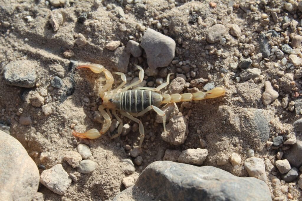striped - tailed scorpion